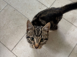 2 kittens to rehome brother and sister