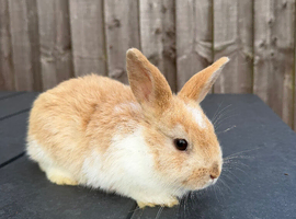 looking to sell these bunnys!