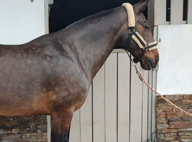 Lovely old boy to part loan