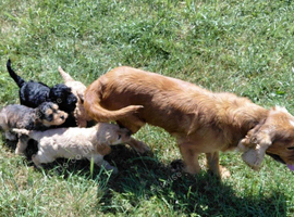 Fluffy Cockapoo X Cavapoo puppies