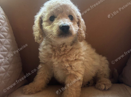 F1B Cavapoos health tested