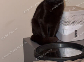 Bombay kitten &pound;20