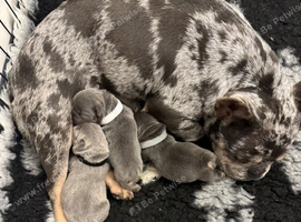 French Bulldog Puppies