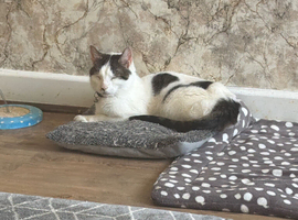 Friendly cats