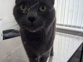 Storm beautiful grey Male cat