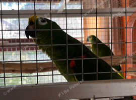 Amazons mixed pair blue fronted hen yellow crowned male