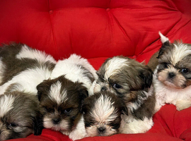 Tiny Shih Tzus Puppies
