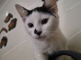 5 month old kittens
