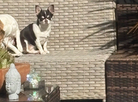 Full breed Chihuahua puppies due