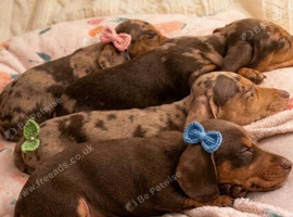 *+*+*+*+*+Fully KC REGD MINIATURE DACHSHUNDS ready now *+*+*+*+*+