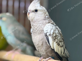 Cockatiel parrot
