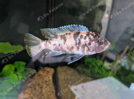 10 x Mixed Malawi Cichlids Mbuna for sale