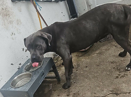 15 month old female cane corso