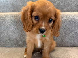Health tested cavalier King Charles