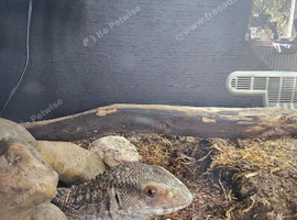 Bosc monitor and enclosure