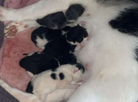 Ready now beautiful female kittens 8 weeks old