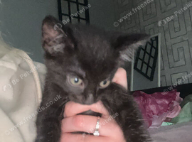 A little girl looking for her forever home
