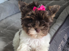 Tiny little girl ready to new home