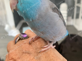 Hand reared silly tame parrolet male.