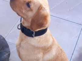 Labrador