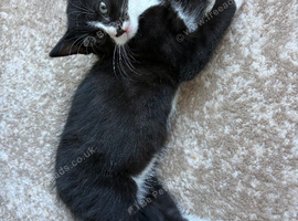 Black & White Kitten - 12 weeks - ready to go!