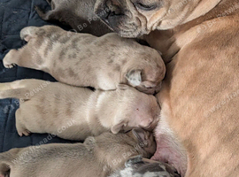 5 beautiful Frenchie X puppies