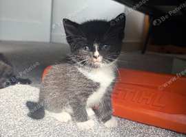 8 adorable kittens for sale.