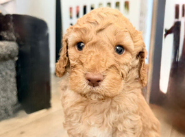 F1b cockapoo