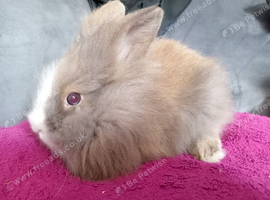 2 mini lion lop girls ready now