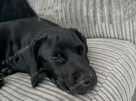 Marley