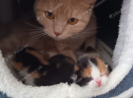 Brittish shorthair cross main coon