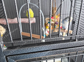 2 budgies for sale and cage