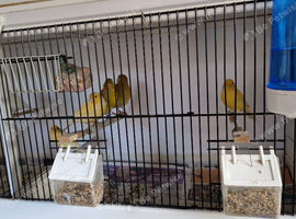 This year's, + Breeding Pairs
