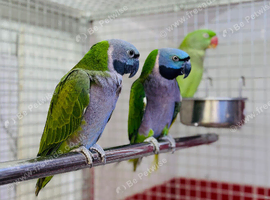 Derbyan parrot