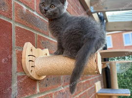 Ragdoll x BSH/Scottish Fold Kitten
