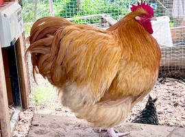 Buff Orpington Cockerel