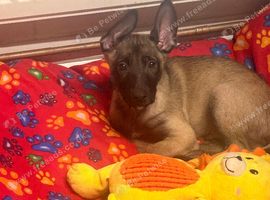 Belgian malinois
