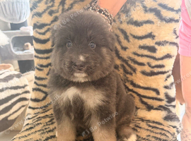 GSD pups from KC and health tested parents