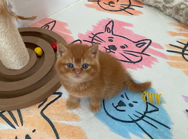 British Shorthair Kittens