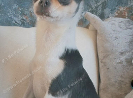 XXS chihuahua little girl very tiny only 1kg