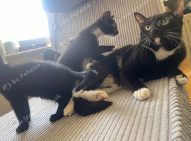 Mixed pattern tuxedo kitties