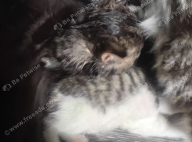 Kitens
