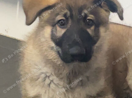 11 weeks old German shepherd