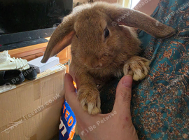 1 rabbit for rehoming
