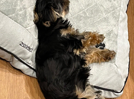 Yorkshire terrier x biewer terrier
