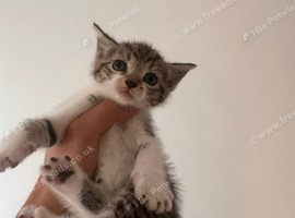 Kitten