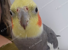 WANTED - A cockatiel friend for my sweet boy
