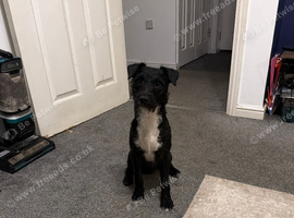 Patterdale Terrier 9 months old