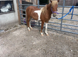 1 year old Dartmoor Colt for sale