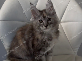 Beautiful tica reg Maine coon kittens.